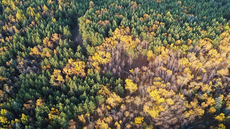 La Chine a accompli des miracles verts grâce aux efforts continus