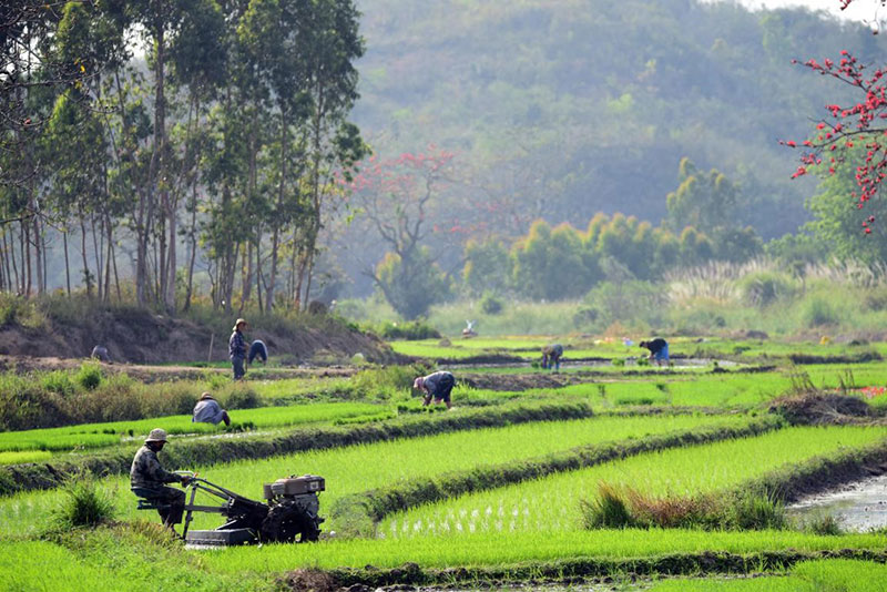 Le 23 février 2021, des producteurs de l’ethnie li travaillent sur le champ dans le village de Pai'an du bourg de Chahe du comté autonome li de Changjiang de la province insulaire de Hainan (dans le sud de la Chine). (Meng Zhongde/ Pic.people.com.cn)