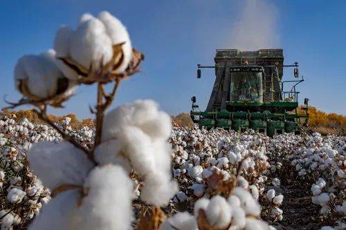 La Chine va créer ses propres normes pour le coton