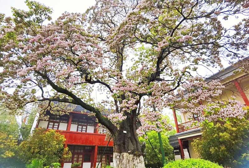 Un arbre pluricentenaire fleurit encore à Nantong