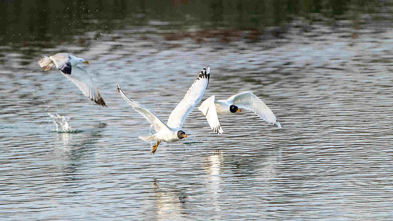 Des oiseaux migrateurs se nourrissent dans une zone humide du Xinjiang