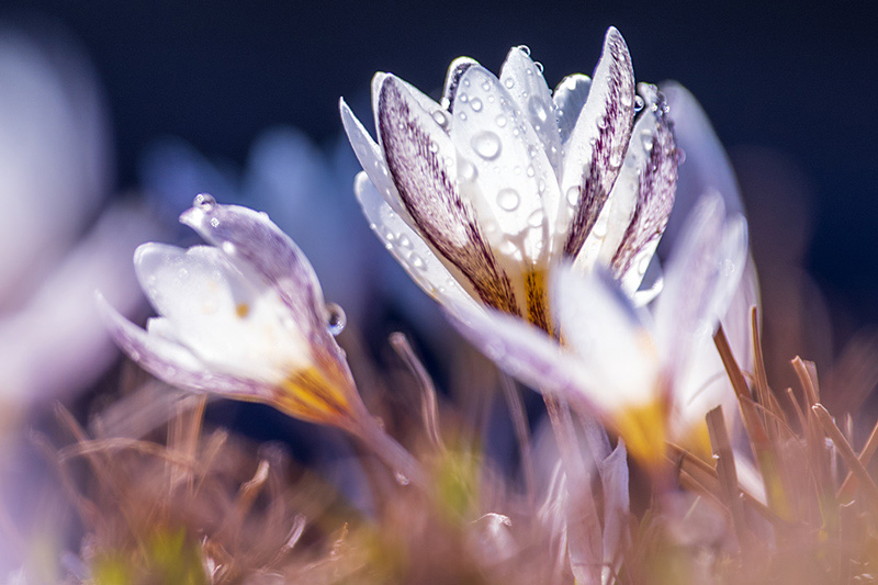 Photo prise le 8 avril 2021 montrant des fleurs de lys sauvages qui fleurissent dans la neige et la glace en train de fondre le long de la prairie de Zhaosu, dans la partie nord de la région autonome ouïghoure du Xinjiang (nord-ouest de la Chine). (Photo / Le Quotidien du Peuple en ligne)