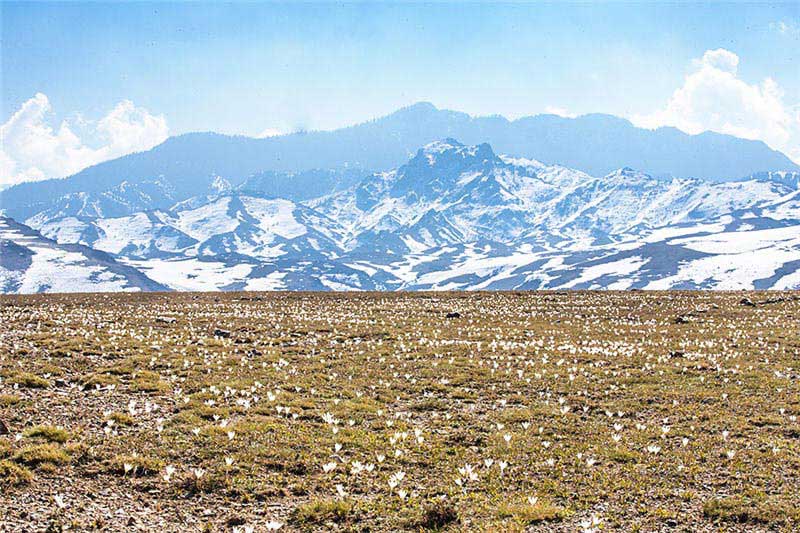 Les lys sauvages fleurissent dans la neige et la glace au Xinjiang