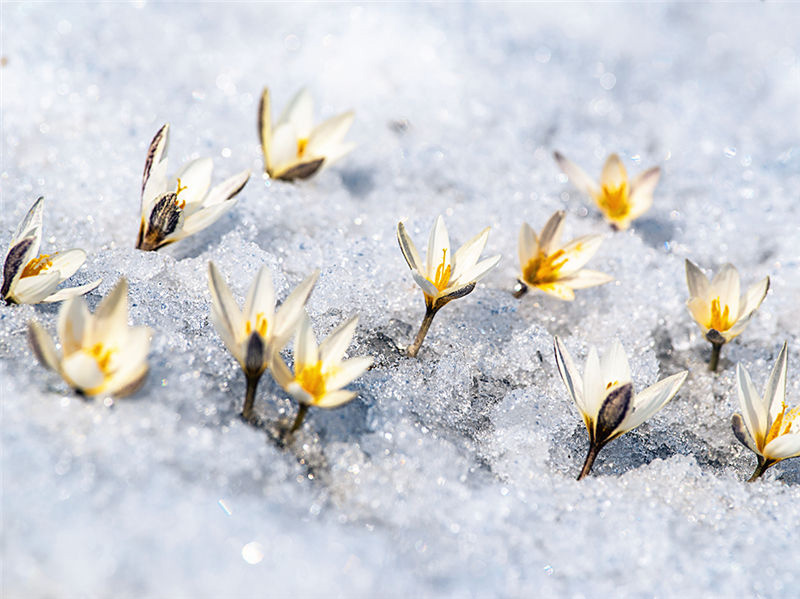 Les lys sauvages fleurissent dans la neige et la glace au Xinjiang