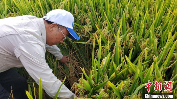 Le projet national de riz hybride en deux saisons a réalisé sa première récolte exceptionnelle à Sanya