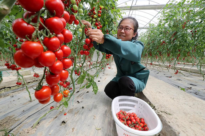 Le revenu des agriculteurs chinois n'a cessé d'augmenter