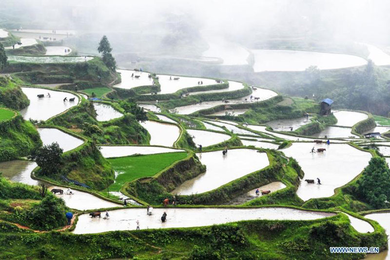 Des agriculteurs et des bœufs de la ferme au travail dans rizières en terrasse dans le Guizhou