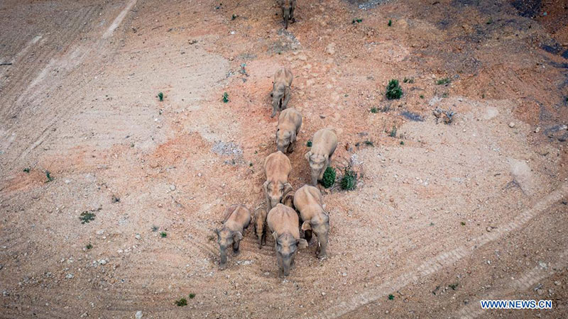 Chine : des éléphants d'Asie sauvages migrent vers le nord dans le Yunnan