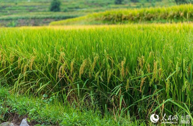 Des scientifiques chinois développent une variété de riz pouvant être récoltée plusieurs fois sans devoir être plantée une deuxième fois