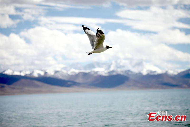 Le lac Namtso au Tibet entre dans la haute saison touristique