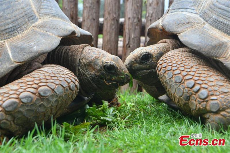 Deux tortues géantes d'Aldabra présentées pour la première fois à Kunming