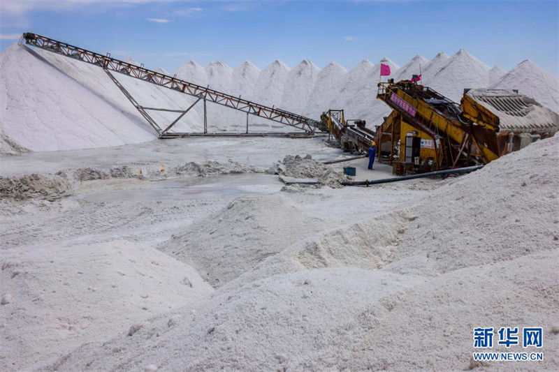 La haute saison estivale d'extraction du sel dans un lac du Xinjiang a commencé
