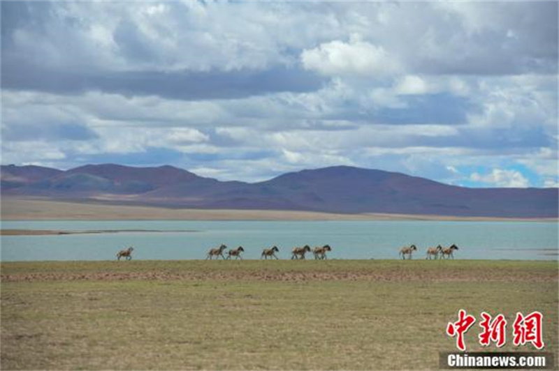 Les « lutins » de la prairie de Qiangtang, dans la région autonome du Tibet