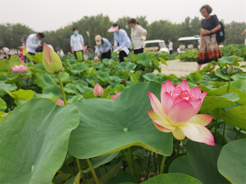 Ouverture du Festival du lotus à l'ancien Palais d'été de Beijing