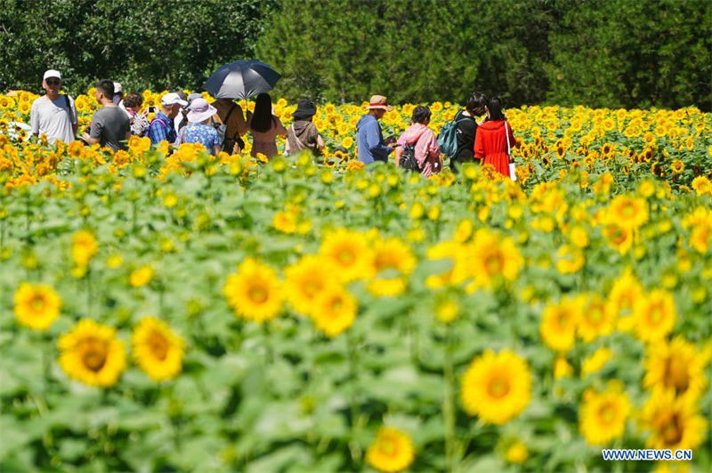 Chine : des tournesols dans un parc à Beijing