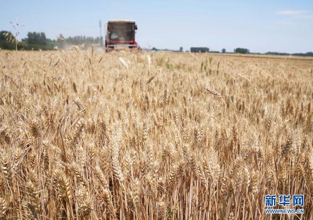 Nouveau record pour la récolte de céréales d'été de la Chine