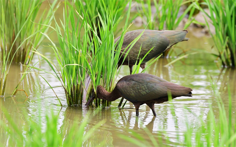 De rares ibis falcinelles repérés dans le Hubei