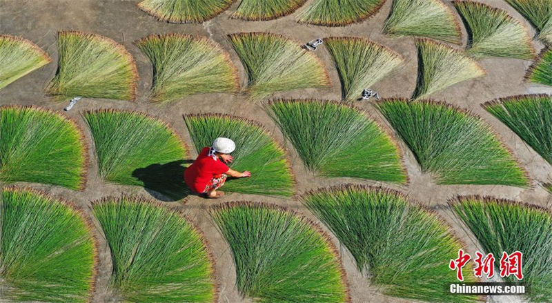 Zhejiang : la scène unique du séchage des herbes à tapis