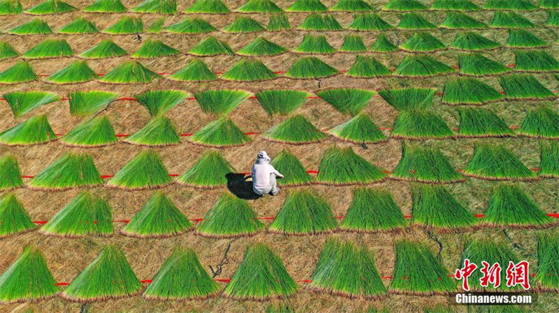 Zhejiang : la scène unique du séchage des herbes à tapis