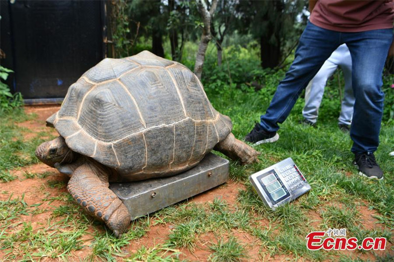 Une tortue géante d'Aldabra passe un examen médical à Kunming