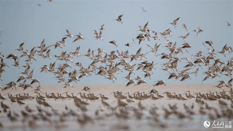 Tiaozini, un paradis pour les oiseaux migrateurs dans l'est de la Chine