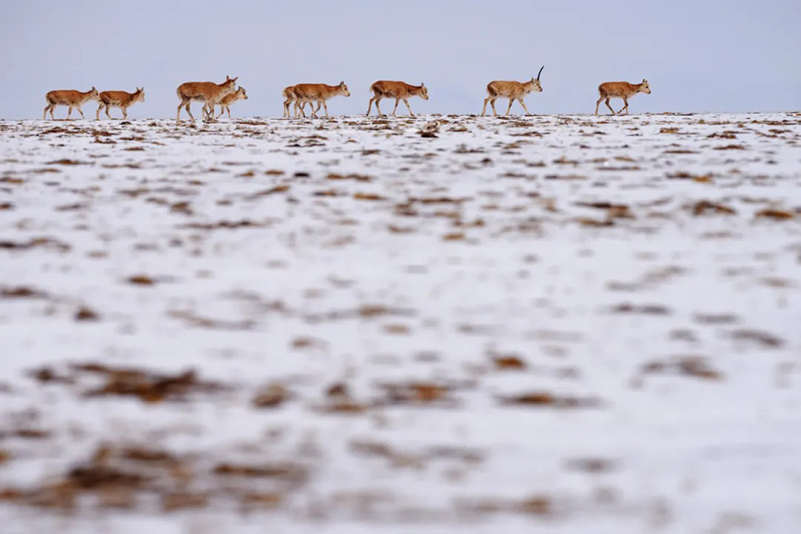 La migration annuelle de rentrée des antilopes du Tibet a commencé
