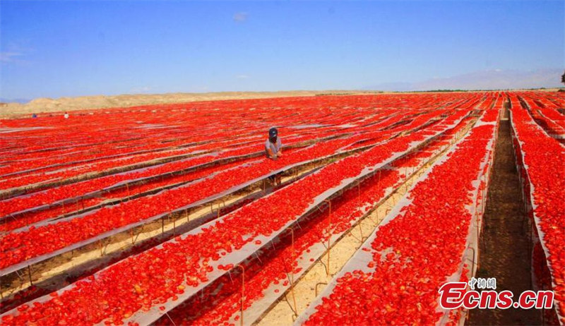 Les tomates sont séchées sur les terres récupérées de Yanqi, dans la région autonome ouïghoure du Xinjiang (nord-ouest de la Chine), le 10 août 2021. (Photo / Bai Kebin)