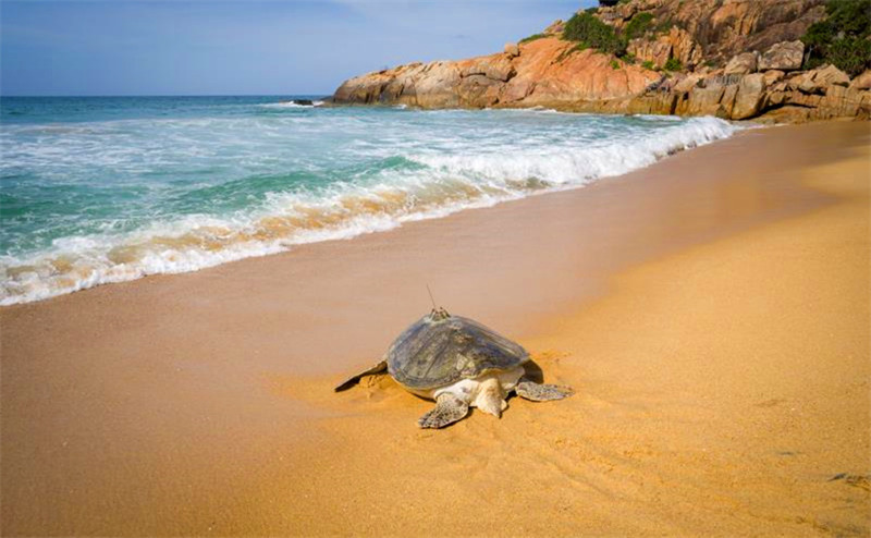 Hainan relâche des tortues marines pour protéger l'océan