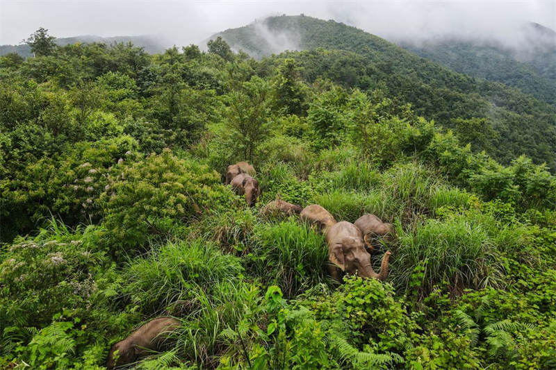 Chine : des éléphants d'Asie au Yunnan