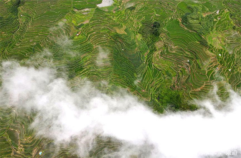 Les terrasses agricoles des Hani du Yunnan, une merveille écologique des quatre éléments