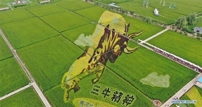 Images : l'art des rizières à Shenyang, dans le Liaoning