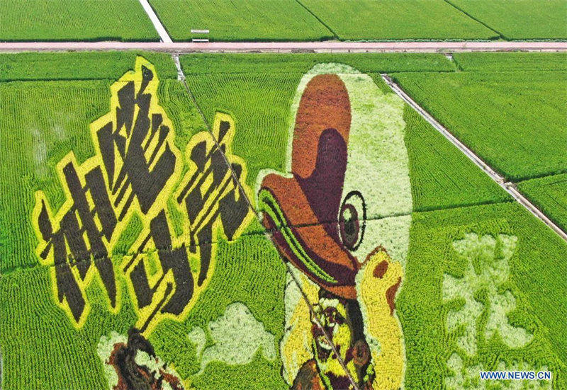 Images : l'art des rizières à Shenyang, dans le Liaoning