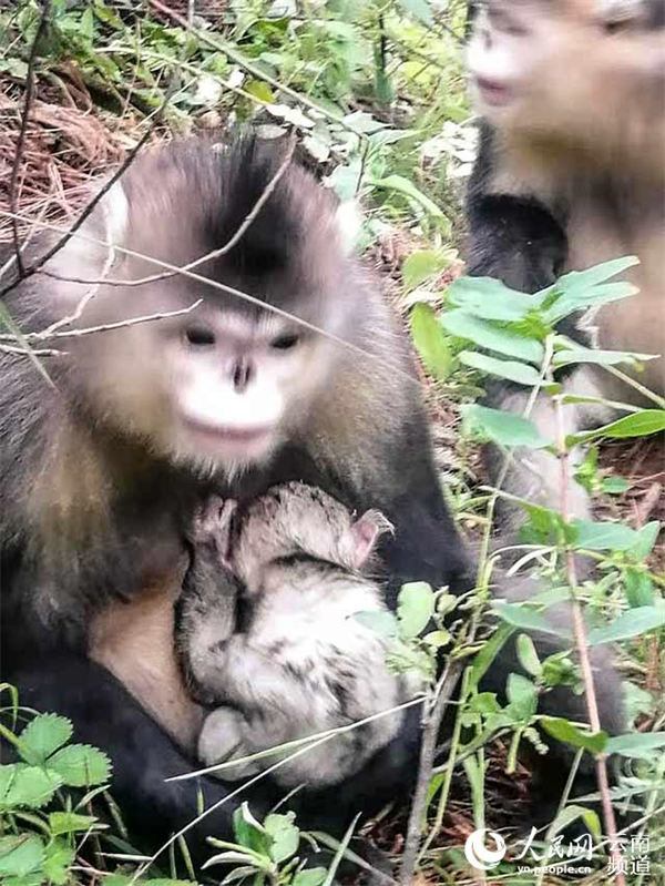 Un singe au nez retroussé du Yunnan est né dans une réserve naturelle du sud-ouest de la Chine