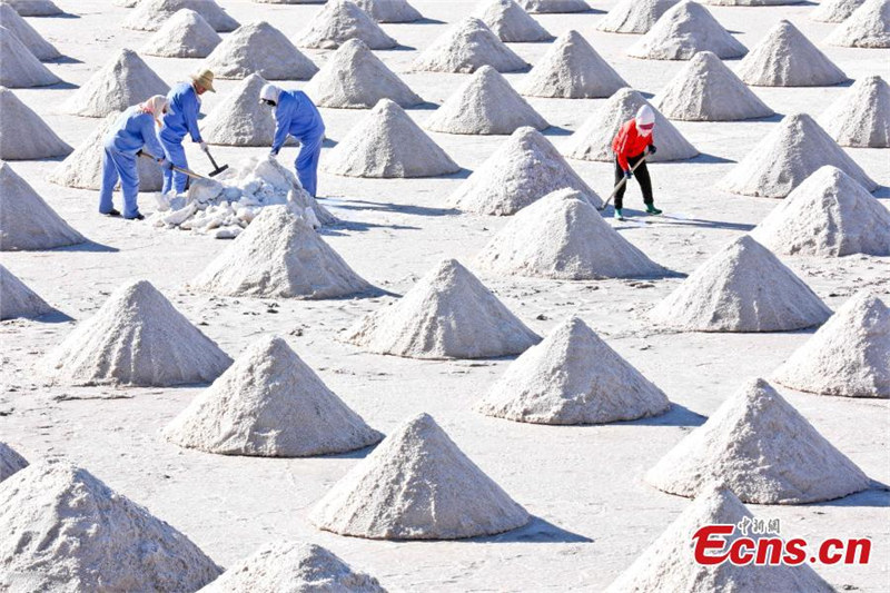 Des travailleurs empilent du sel séché dans le comté de Gaotai, à Zhangye, dans la province du Gansu (nord-ouest de la Chine). (Shi Jingjing / China News Service)