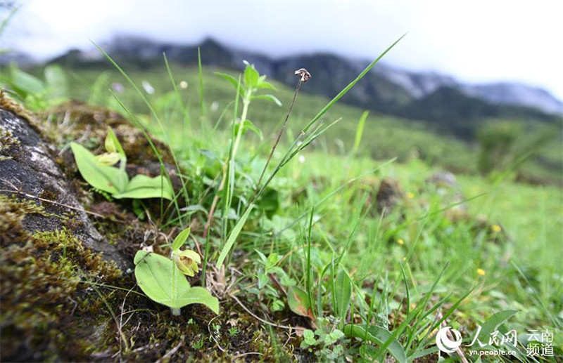 Une orchidée en danger critique d'extinction disparue depuis plus de 25 ans redécouverte dans le sud-ouest de la Chine