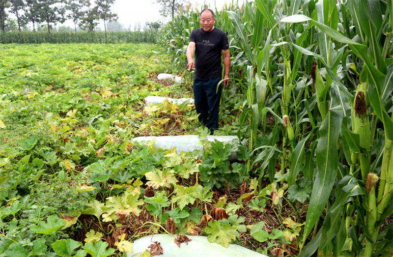 Des agriculteurs du Henan ont cultivé une courge cireuse de 181 kg et se sont progressivement engagés sur la voie de la richesse