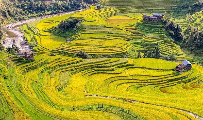 Les champs en terrasse dorés au début de l'automne à Congjiang, dans le Guizhou