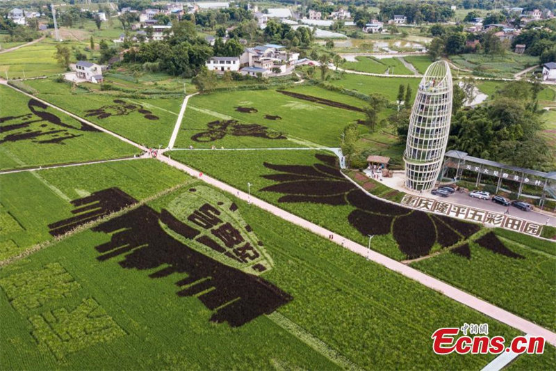 Images : l'art des rizières colorées à Chongqing attire les visiteurs