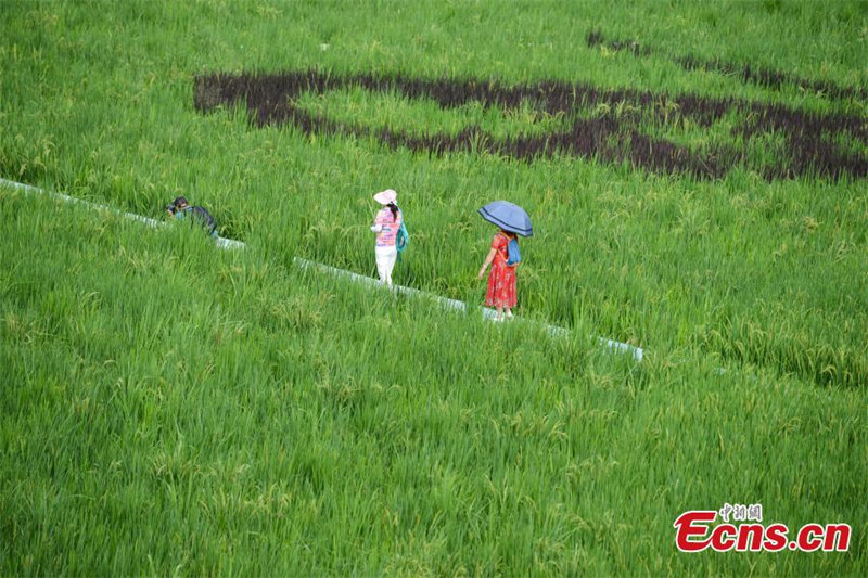 Images : l'art des rizières colorées à Chongqing attire les visiteurs