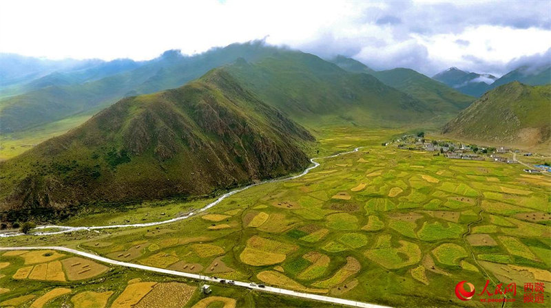 La récolte de l'orge du Tibet bat son plein dans le village de Redui à Lhassa