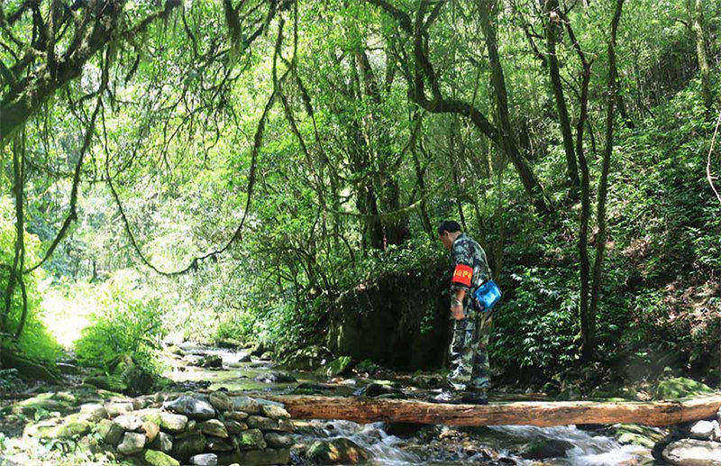 La symbiose et l'harmonie des forêts de théiers dans le mont Ailao, à Zhenyuan, dans le Yunnan