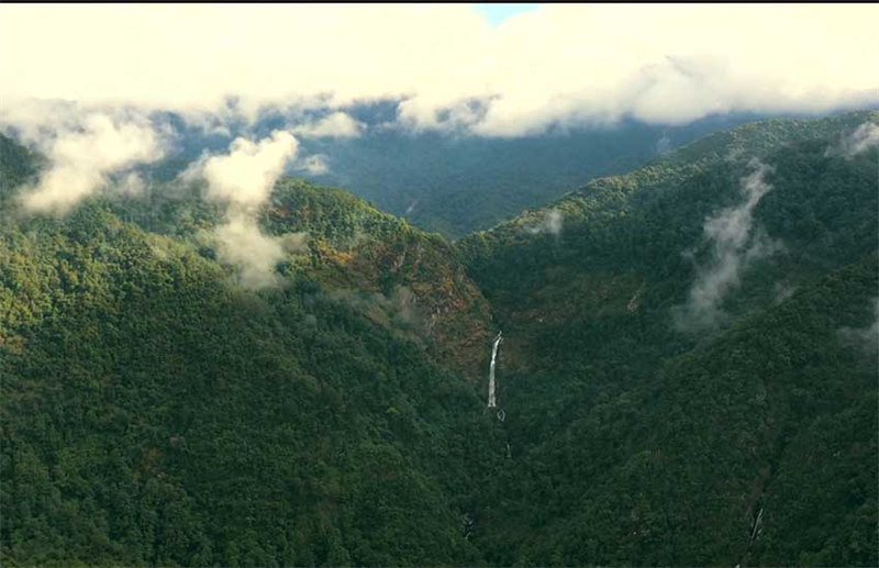 La symbiose et l'harmonie des forêts de théiers dans le mont Ailao, à Zhenyuan, dans le Yunnan