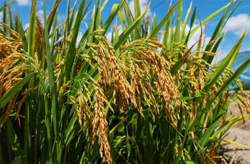 Une variante de riz super hybride atteint un rendement de plus de 1 100 kg par mu dans le Yunnan