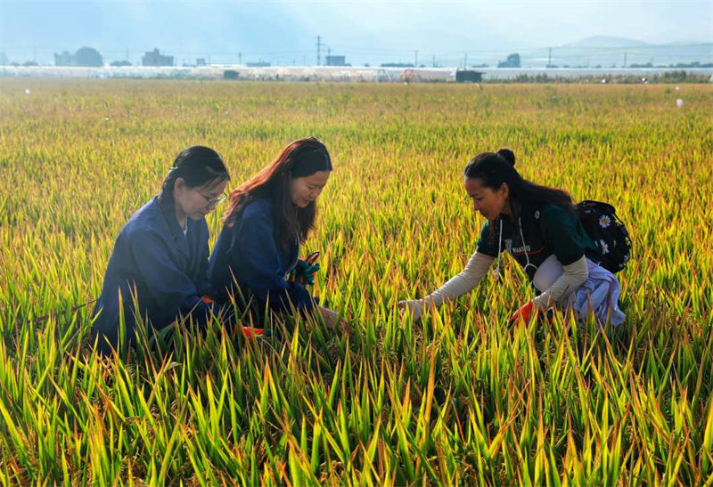 Une variante de riz super hybride atteint un rendement de plus de 1 100 kg par mu dans le Yunnan