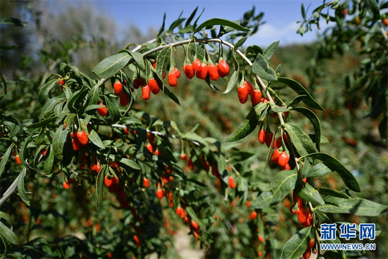 Les gojis du bassin du Qaidam sont mûrs