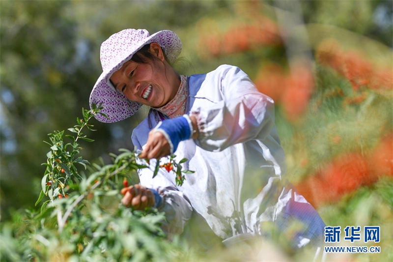 Les gojis du bassin du Qaidam sont mûrs