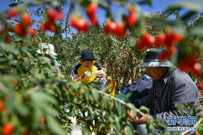 Les gojis du bassin du Qaidam sont mûrs