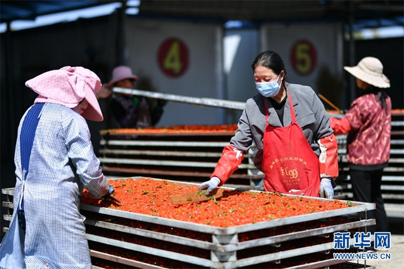 Les gojis du bassin du Qaidam sont mûrs