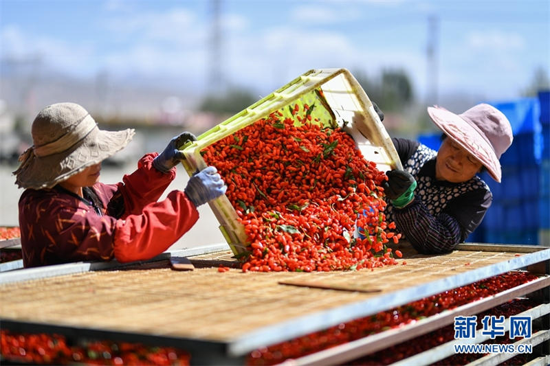 Les gojis du bassin du Qaidam sont mûrs