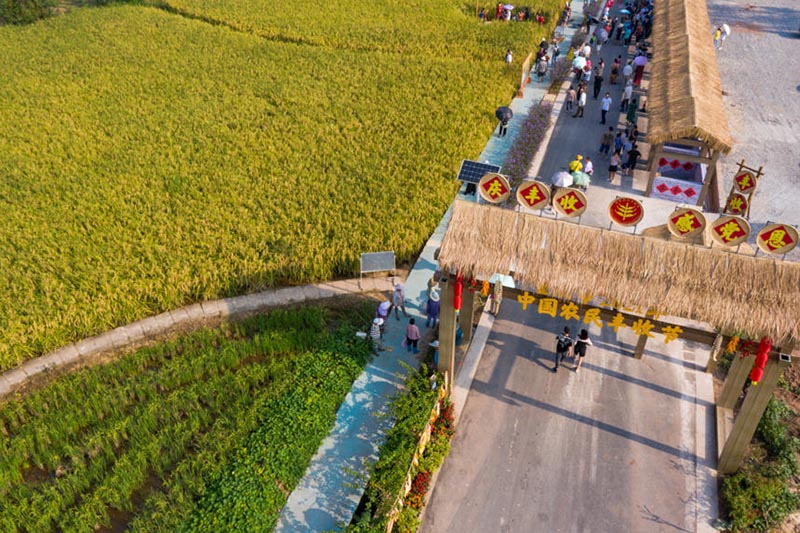 Une récolte de « riz géant » de deux mètres de haut à Dazu, dans la municipalité de Chongqing
